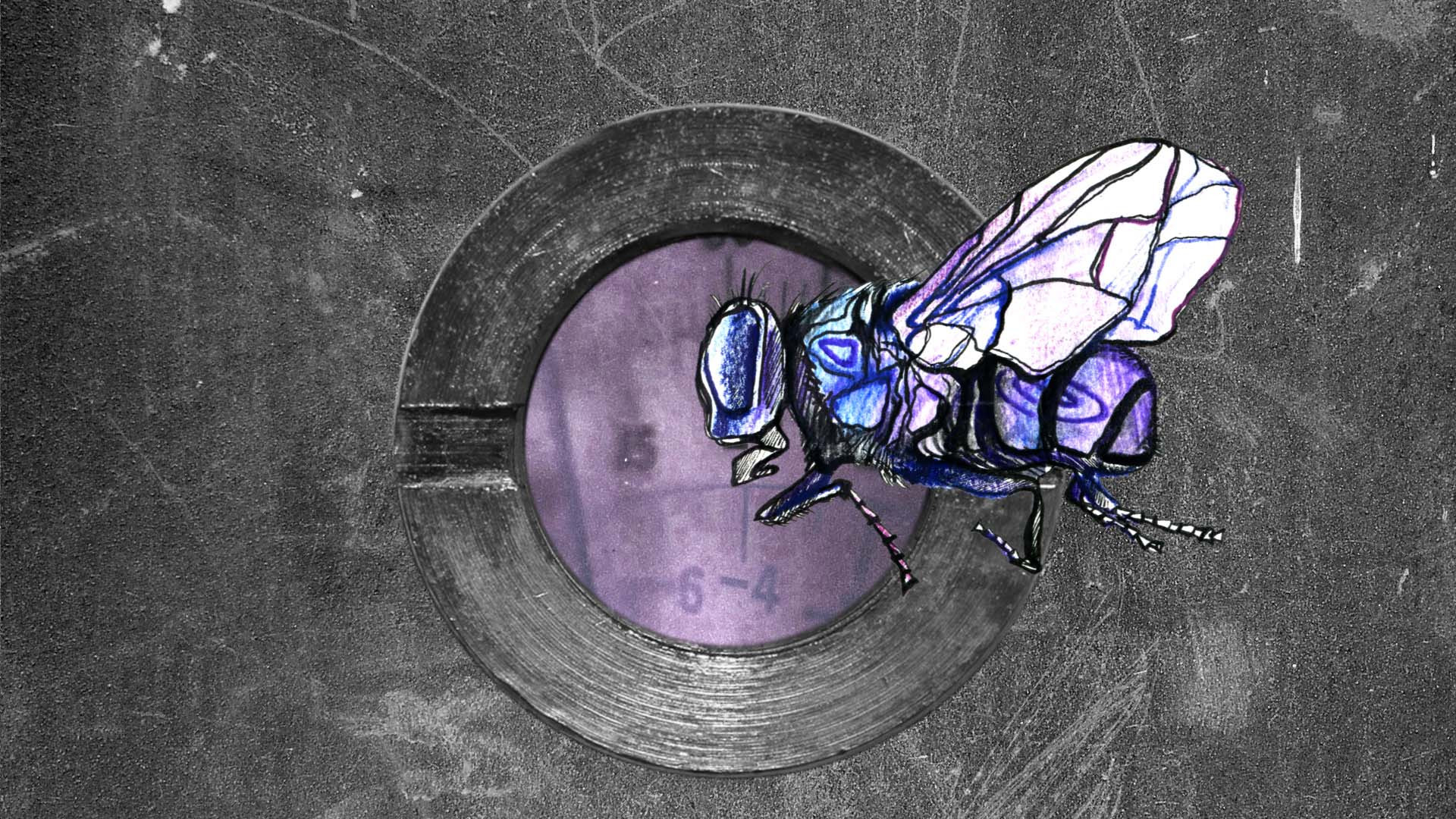 Fly on the windscreen animation still